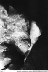 Historisches Foto von Masticacheles minimus (Fraaije, 2014) (NHMW-AFW-GEO-BACHMAYER-FOTO-1990-0041-5057)